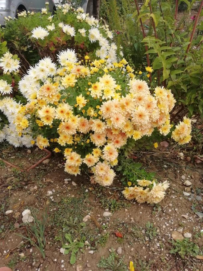 La Nuova Dimora B&B ลาควิลา ภายนอก รูปภาพ